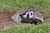 American Badgerborder=