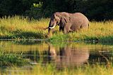 African Bush Elephant