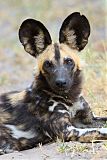 African Wild Dog