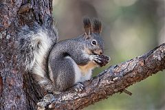 Abert's Squirrel