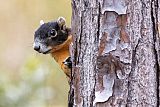 Big Cypress Fox Squirrel