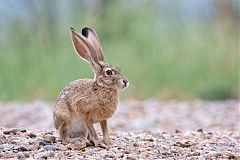 Black-tailed Jackrabbit