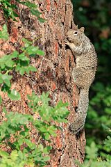 California Ground Squirrel