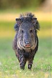 Collared Peccary