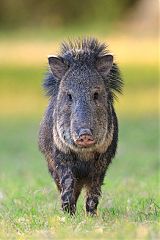Collared Peccary