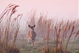 White-tailed Deer