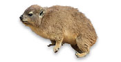 Hyracoidea
