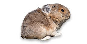 Lagomorpha