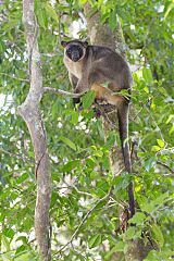 Lumholtz's Tree-kangaroo