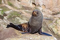 Southern Fur Seal