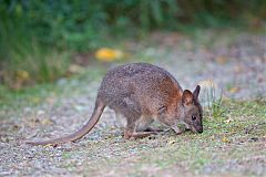 Red-necked Pademelon